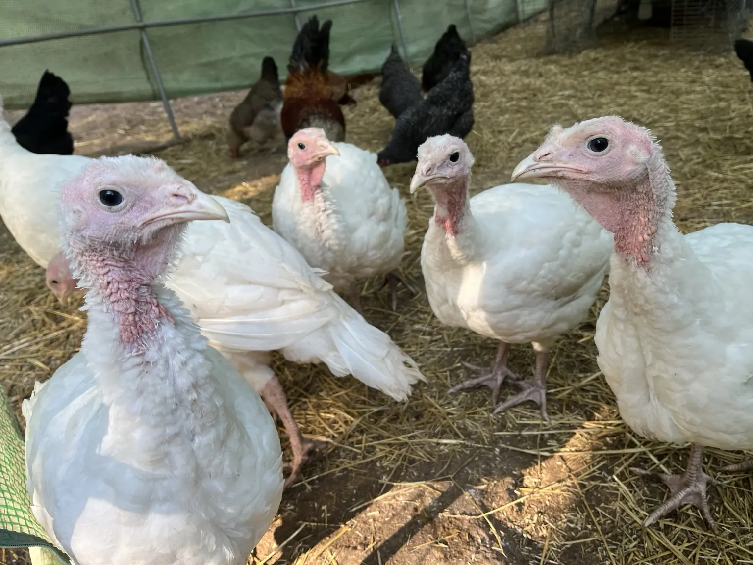 Young white turkeys looking toward the camera